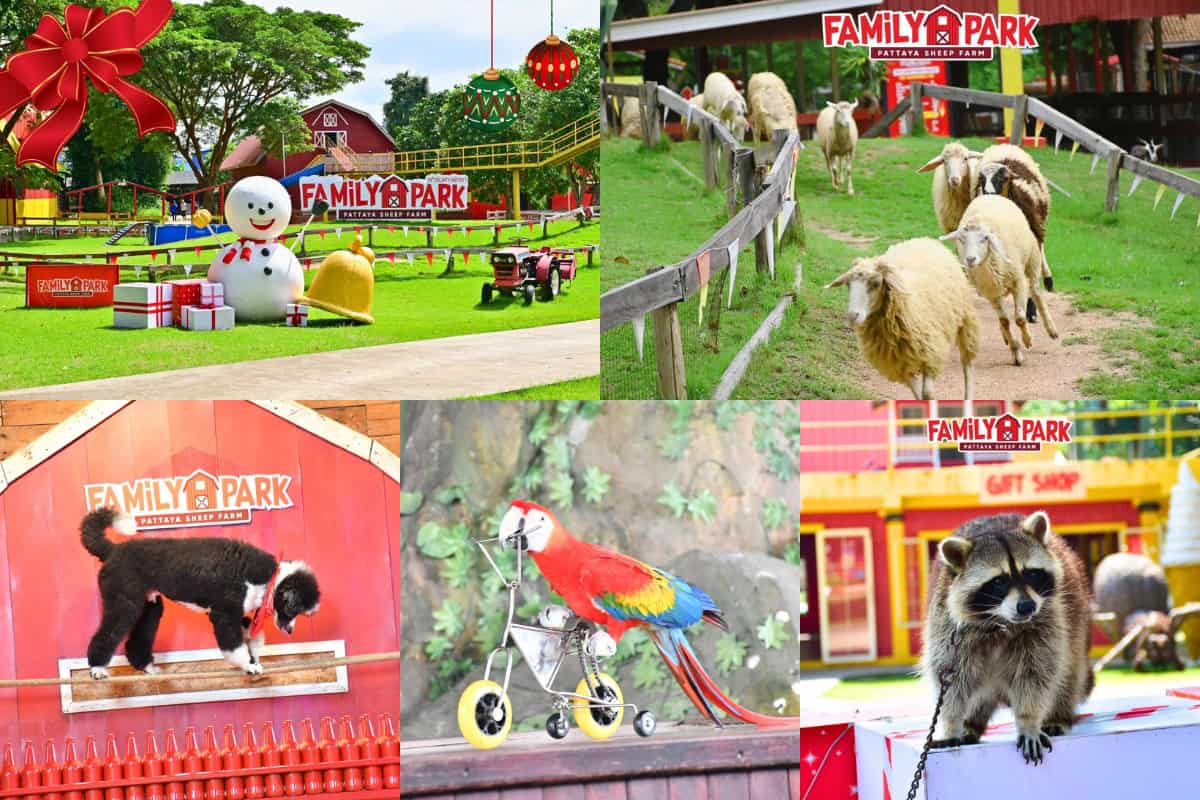 family park pattaya sheep farm