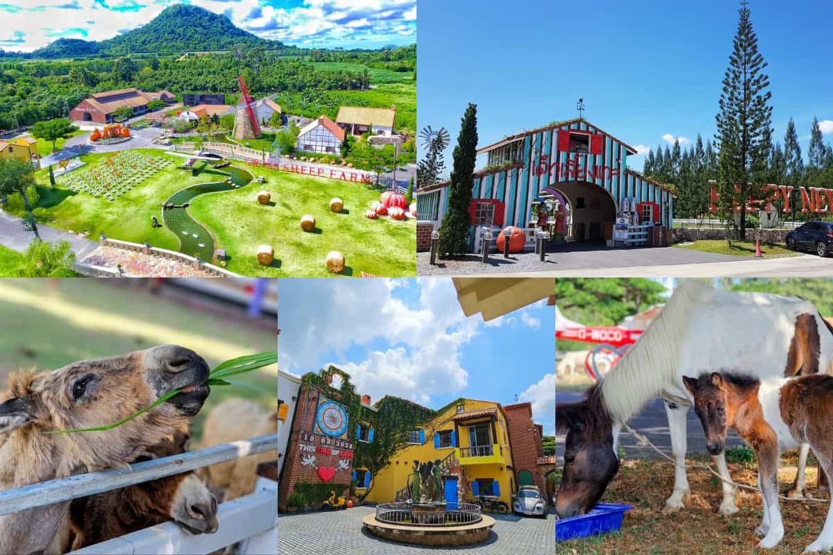 swiss sheep farm in pattaya